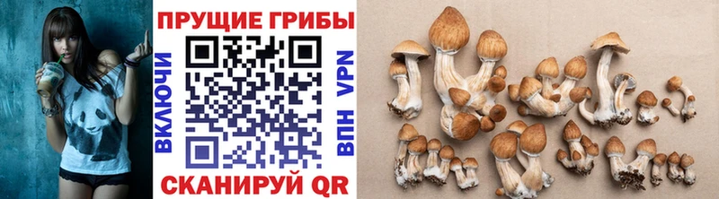 Галлюциногенные грибы Cubensis  Петрозаводск 
